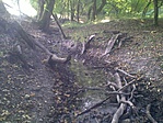 A patakocska