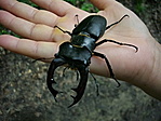 Bulámbuk