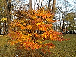 GCKESZ_20111112151948.jpg