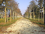 lassan lombosodnak