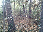 GCSZTE_2011119141405.jpg