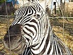 Zebra portré.