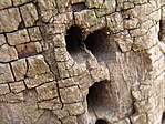 likak