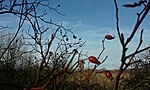 GClige_2012012102259.jpg