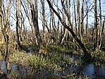 Láperdő 3