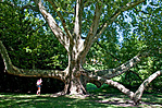 Óriásplatán a kastély parkjában