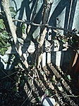 GCSARD_20120317113303.jpg