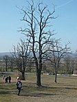 Kálvária töve