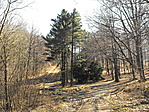 sírkert