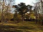 A fa / the tree