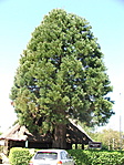 Mamutfenyő