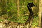 Emu