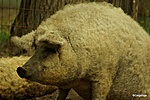 Mangalica