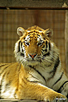 Szibériai tigris