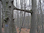 összenőttek