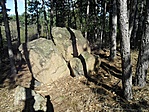 Ingókö a fenyvesben