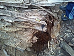 GCguba_2012047171020.jpg