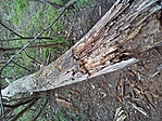 GCguba_2012047171113.jpg