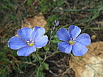 Növényzet