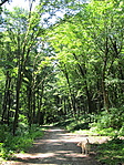 Bükkös