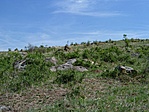 kép