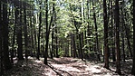 Az erdő
