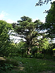 Cédrus