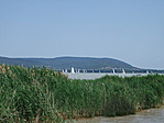 Balatoni nádas