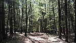 erdő
