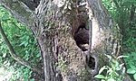 GCOCSA_2012051122838.jpg