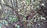 GCTAM_20120524100256.jpg