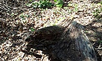 GCSMSK_20120528112306.jpg