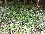 medvehagyma