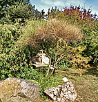 Jeneszter