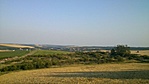 Rózsa