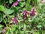 Hazai orchidea