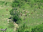 Kecskehad