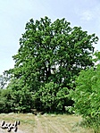 Nyolcan