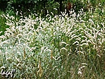 Bugásak