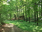 Torhai pihenő 