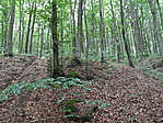 a középső fában