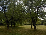 a gyümölcsös