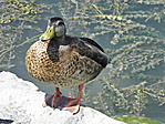 szántódi kacsa
