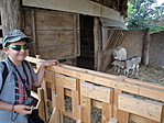 Kecskék