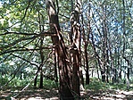 GCXVII_20120819115441.jpg