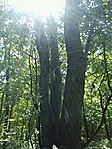 GCXVII_20120819115607.jpg