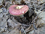 Piróka gomba