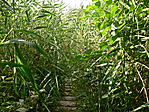 Hanyistók nyomán