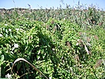 A nádasban