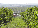 Repülő a szőlősorok végében